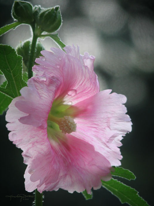 Raindrops shine on sun dappled petals of a pink hollyhock.