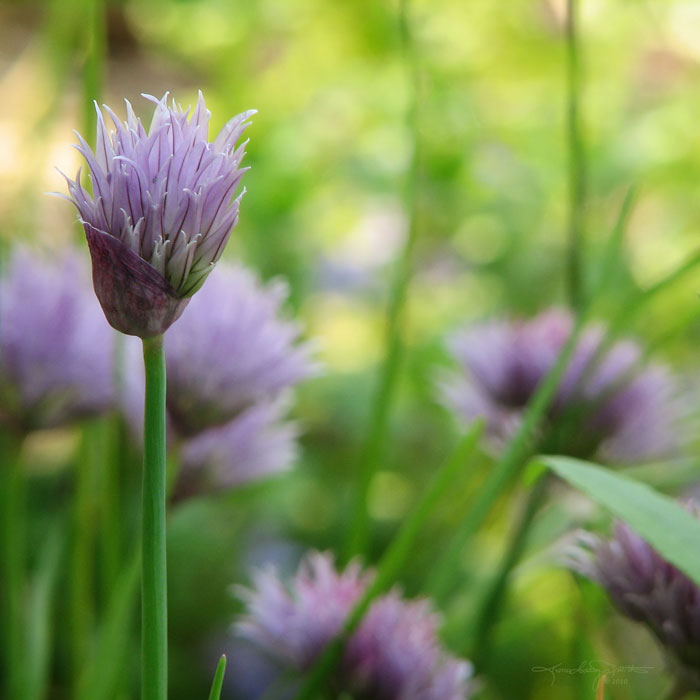 Purple Chive flowers against a green bokeh background