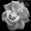 White Rose - Monochrome Version
