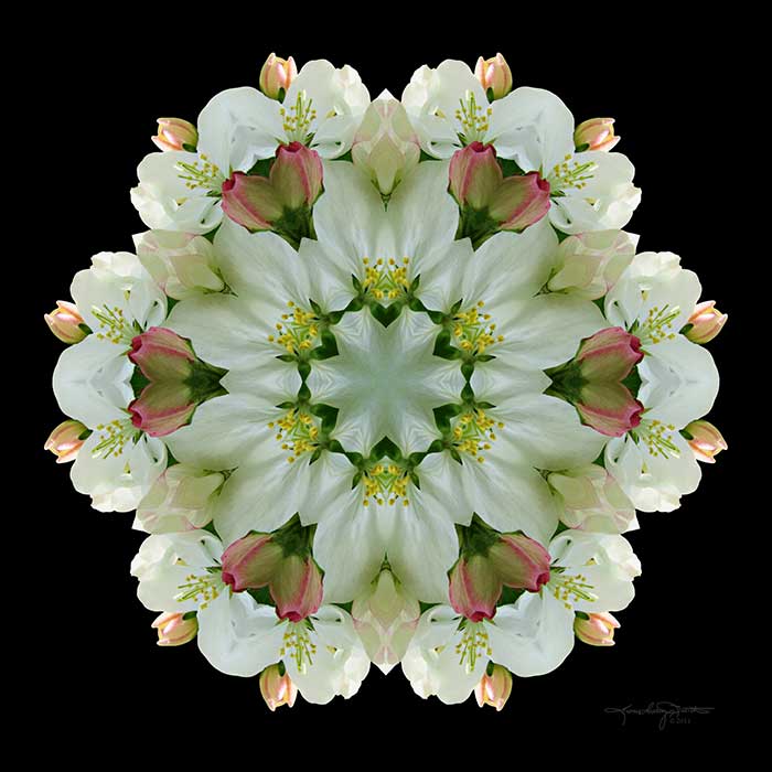 Flower Mandala - Awakening in Your Spiritual Heart