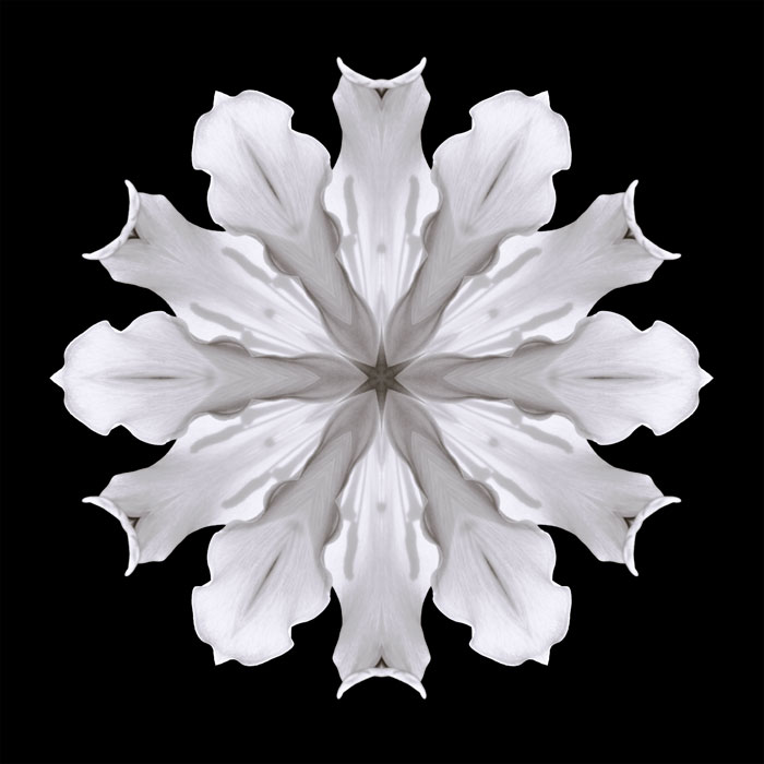 Creation - a black and white flower mandala