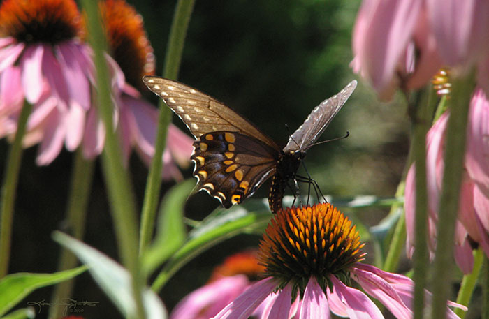 A butterfly sips from a purple coneflower on a summer day.