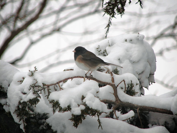 Snowbird (Junco) on a snowy branch.