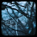 Little Daggers - sparkling icicles on a tree in the blue of evening