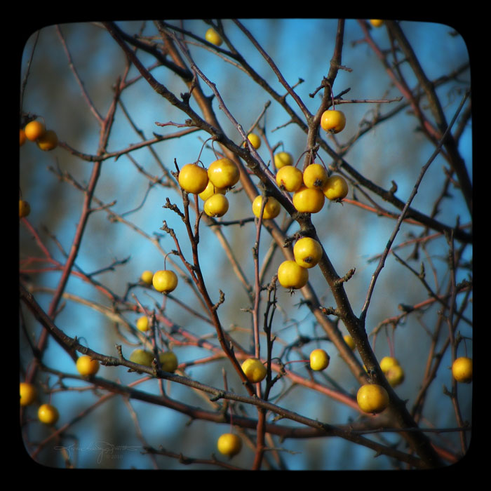 Yellow Winter Berries against the blue winter sky