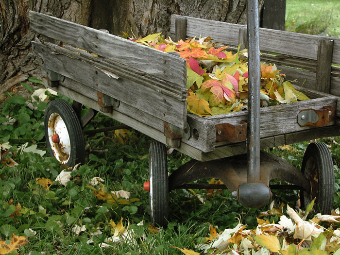 Old weathered child's wagon filled with Autumn leaves.