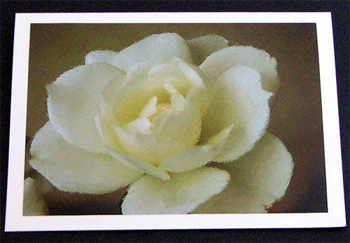One card  from White Roses Plein Air Collection
