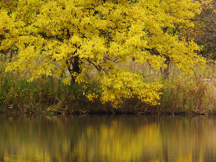 A tree with yellow Fall folliage by a small lake.