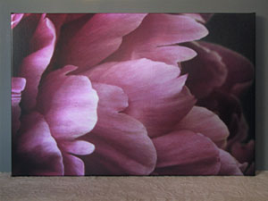 macro shot of a peony on a metallic canvas gallery wrap - front view