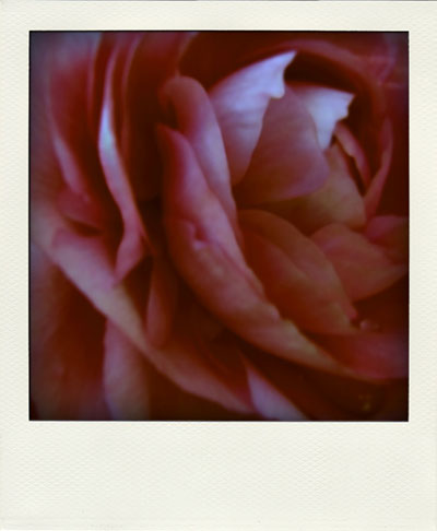 Rose colored ranunculus macro photograph