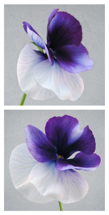Two purple pansies, one shaped like a butterfly and one pansy with a glow!