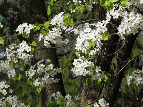 Close up of white pear blossoms.