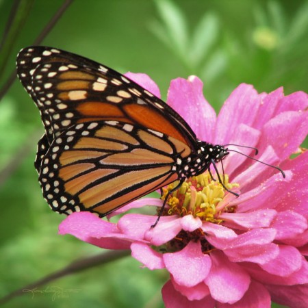 Her Favorite Flavor Is Pink - a Monarch butterfly sipping on a pink flower
