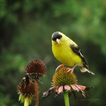 The Listener - bright yellow male Goldfinch on Echinacea