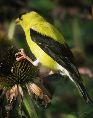 A male goldfinch in summer colors of brilliant gold and black, enjoying echinacea.