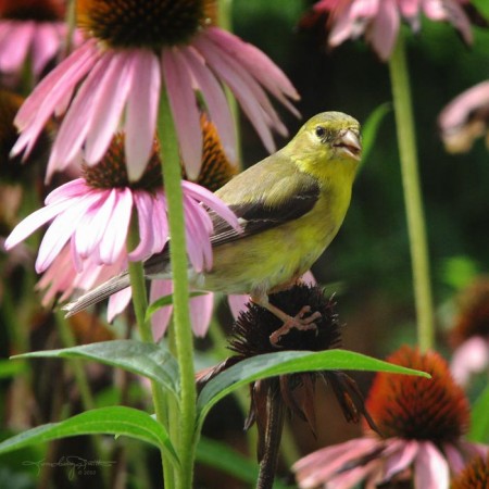 A female gold finch, who has begun to change color, perched among the echinaceas.
