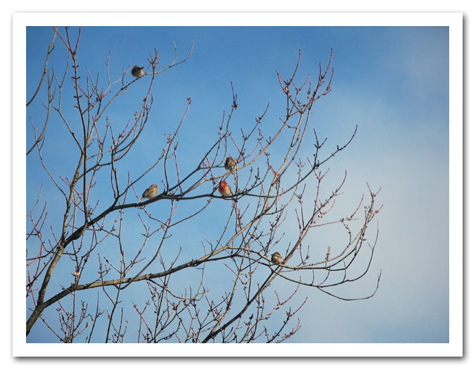 Blue skies on a winter day with Purple Finches in the Maple tree the day after Christmas.