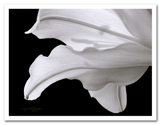 A white lily against a black background.