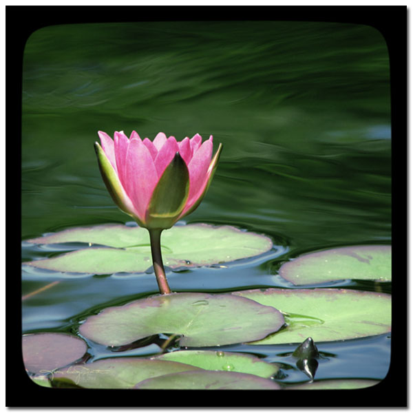 A half opened pink water lily rises above green lily pads in rippling water.