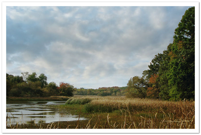 McGinnis Slough, a wetlands in autumn located in Cook County, Illinois