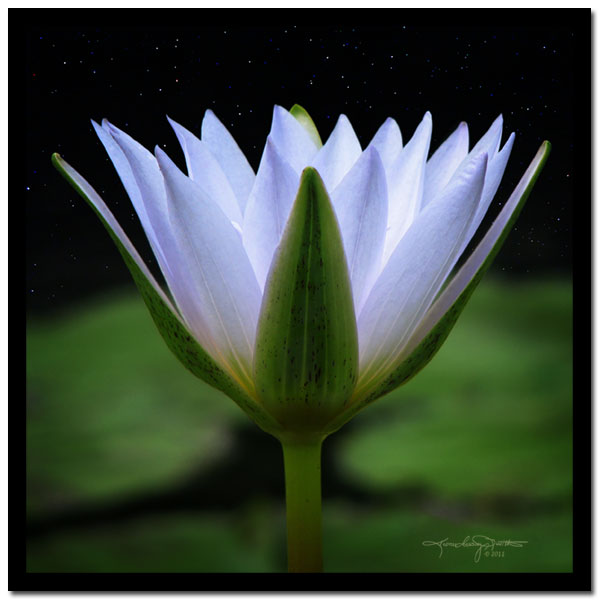 White, violet tinged, water lily blooming against a field of stars.