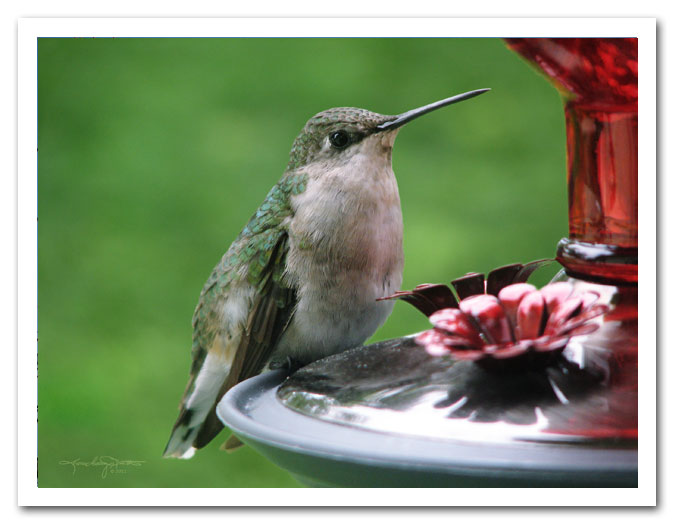 Hummie - female hummingbird sitting at a feeder