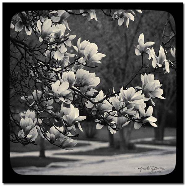 Black and white TTV style photograph of a Magnolia tree blooming in spring.