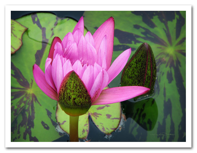 Wild Thing - pink water lily with variegated lily pads