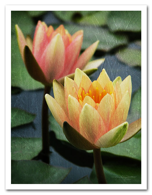 Two yellow & red orange Comanche water lilies in bloom