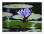 Blue Beauty Water Lily Photograph - Grace on the Water