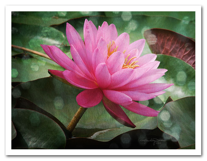 Pink Water Lily, titled, In a Mermaid's Garden