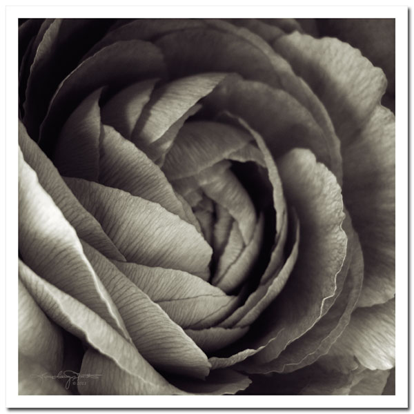 Falling Softly Into You - sepia toned black and white Ranunculus square photograph