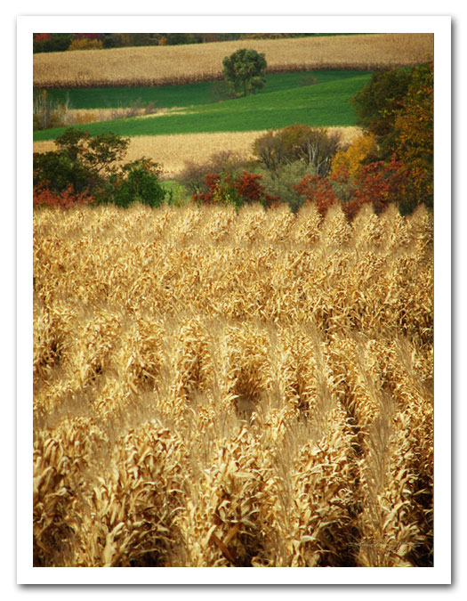 Harvest Time - Cornfield in Autumn ready for harvest
