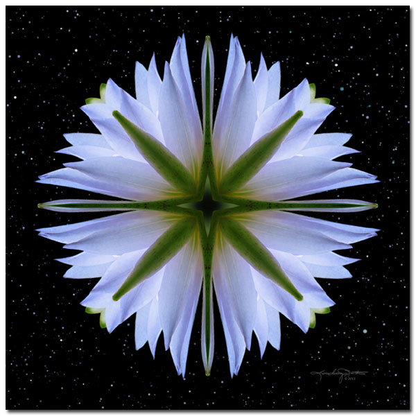 Emissary of Light Water Lily Spiritual Mandala Art