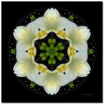 The Joy Inside - Flower Mandala Art