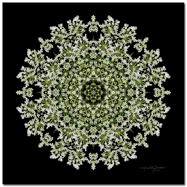 Gentle Way - Queen Anne's Lace Flower Mandala Art 