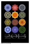 2013 Flower Mandala Cover by Karen Casey-Smith