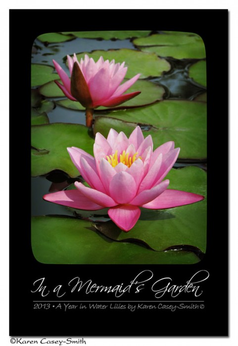 2013 Water Lily Calendar Cover Art at Etsy