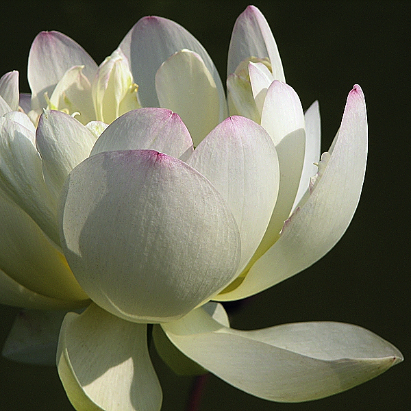 Water Lily - Elegance