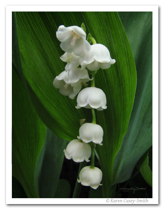 Lily of the Valley macro photo by Karen Casey-Smith