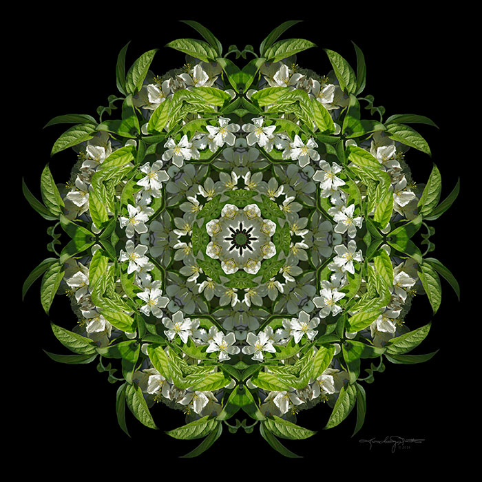 Inspired Action Flower Mandala