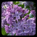 Clouds of Lilacs