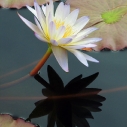 Yin and Yan of Water Lilies