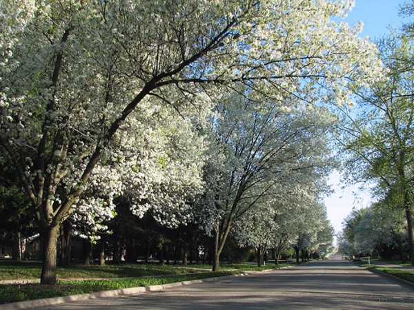 Two blocks of a quiet suburban street lined with flowering pear trees.
