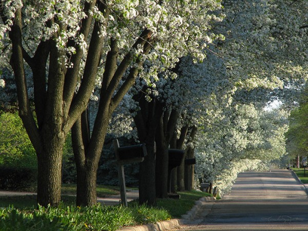 Flowering Pear trees overhang and line a quiet city street.