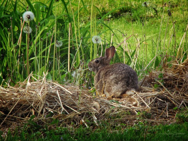 Cotton tailed rabbit sitting on straw eating dandelions the way children eat spaghetti.