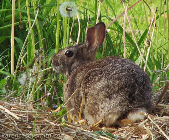 Cotton tailed rabbit sitting on straw eating Dandelions the way children eat spaghetti.