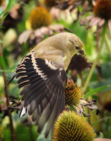 A female goldfinch in summer colors perching on echinacea; her wing is open.